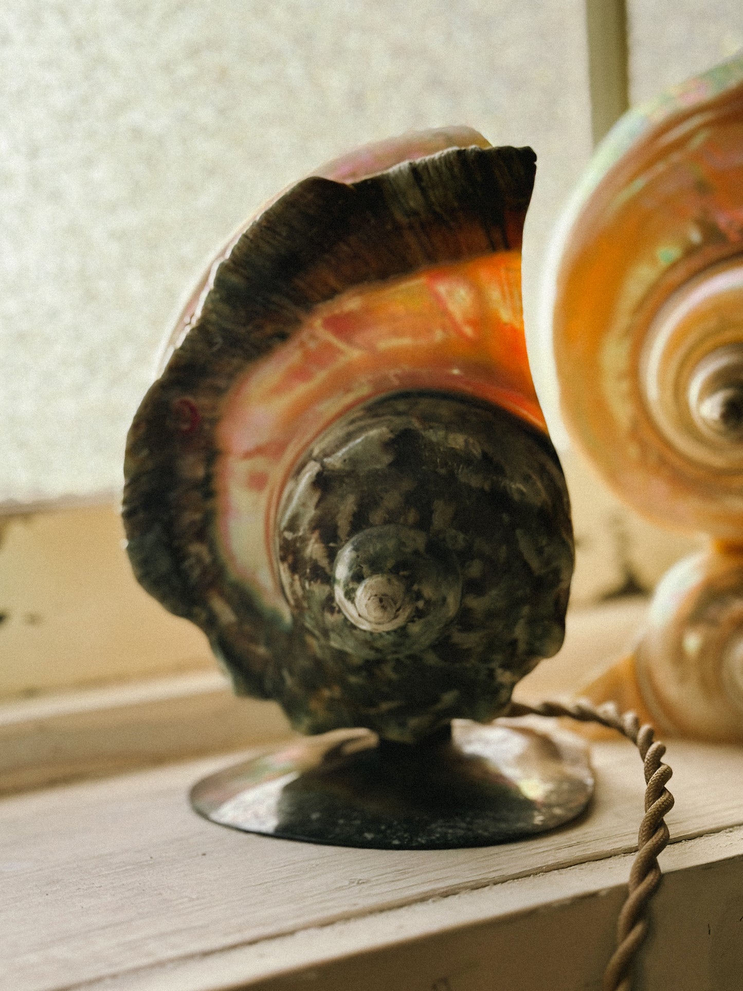 Nautilus Shell lamps