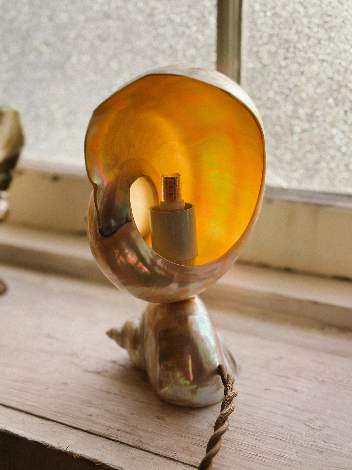 Nautilus Shell lamps