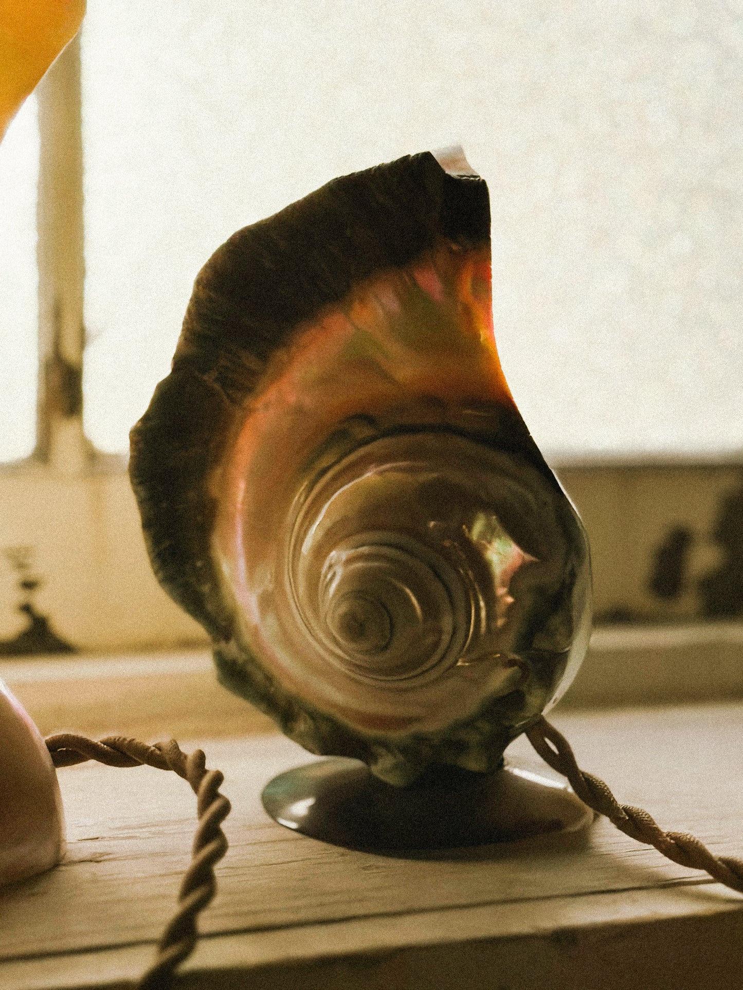 Nautilus Shell lamps