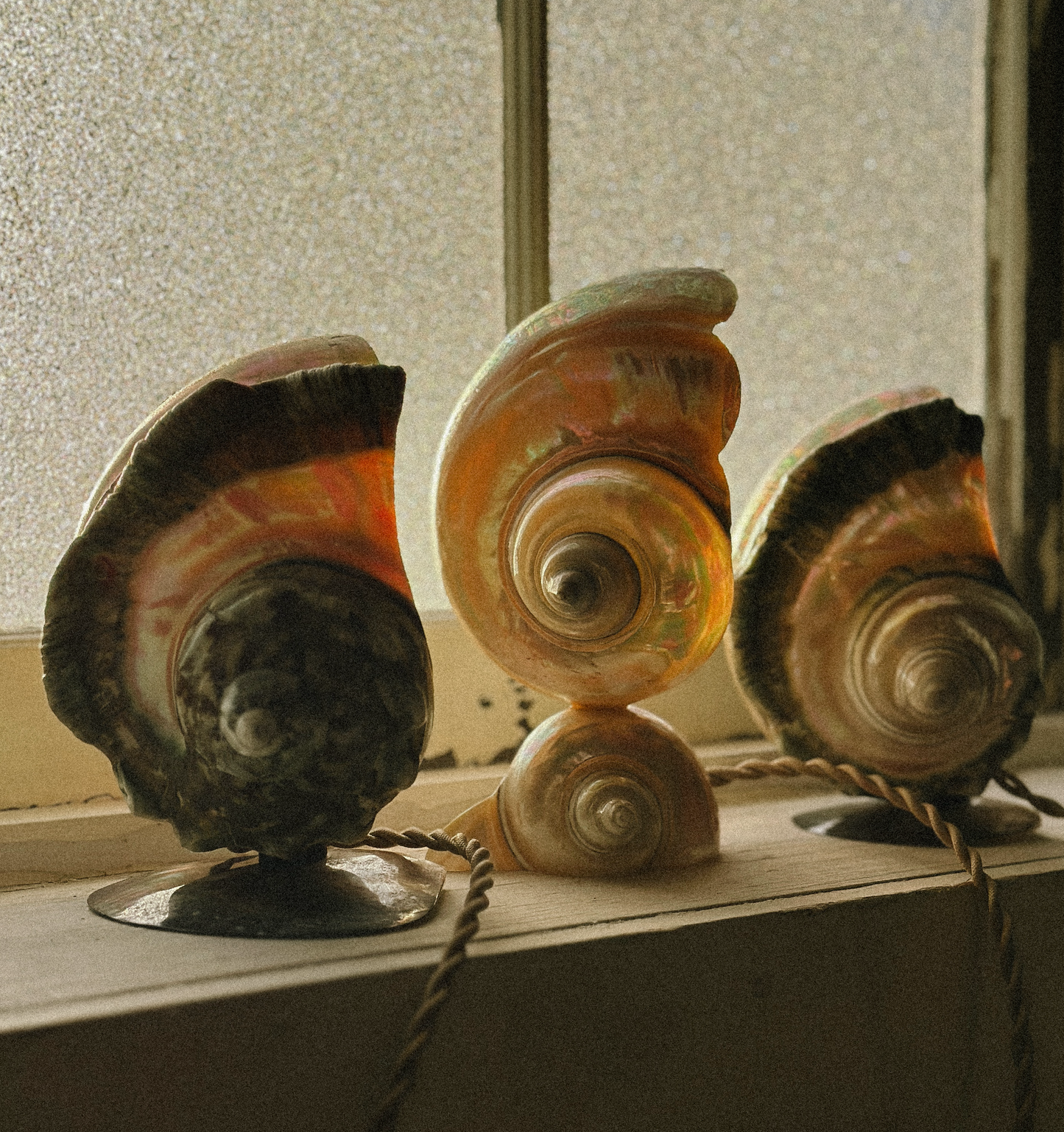 Nautilus Shell lamps