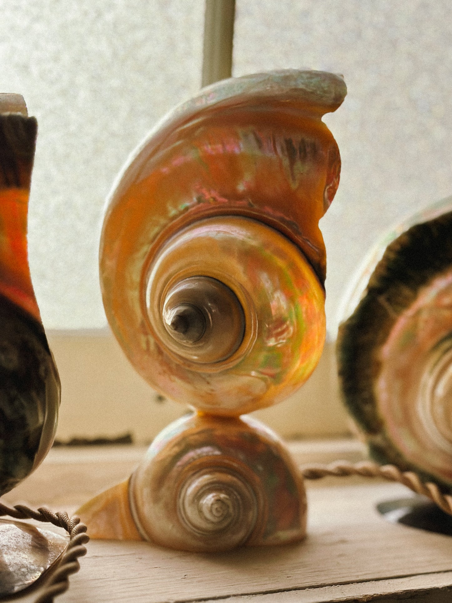 Nautilus Shell lamps