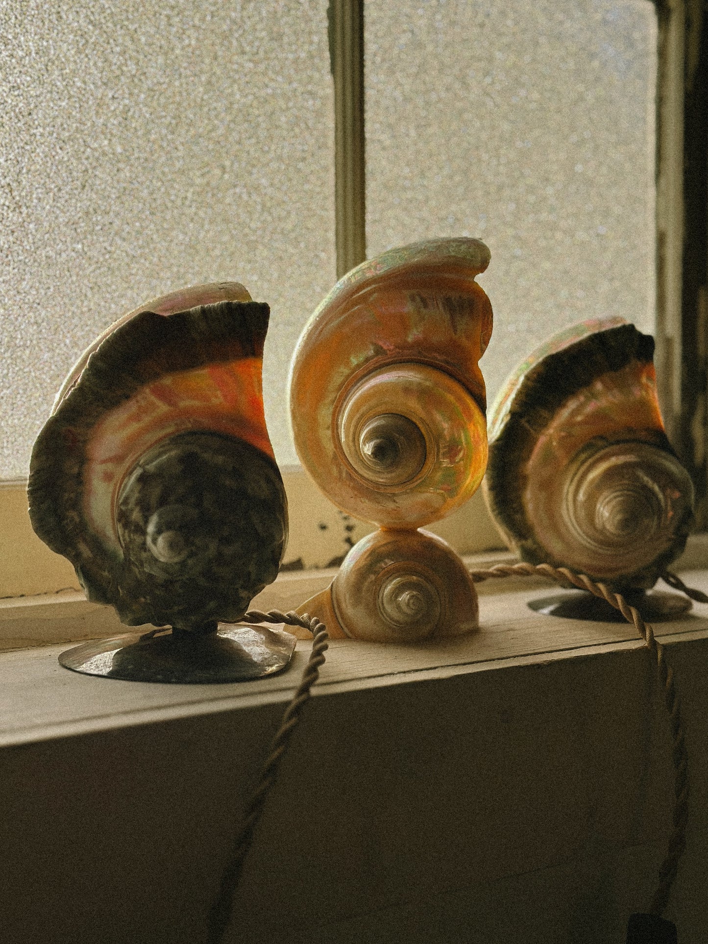 Nautilus Shell lamps