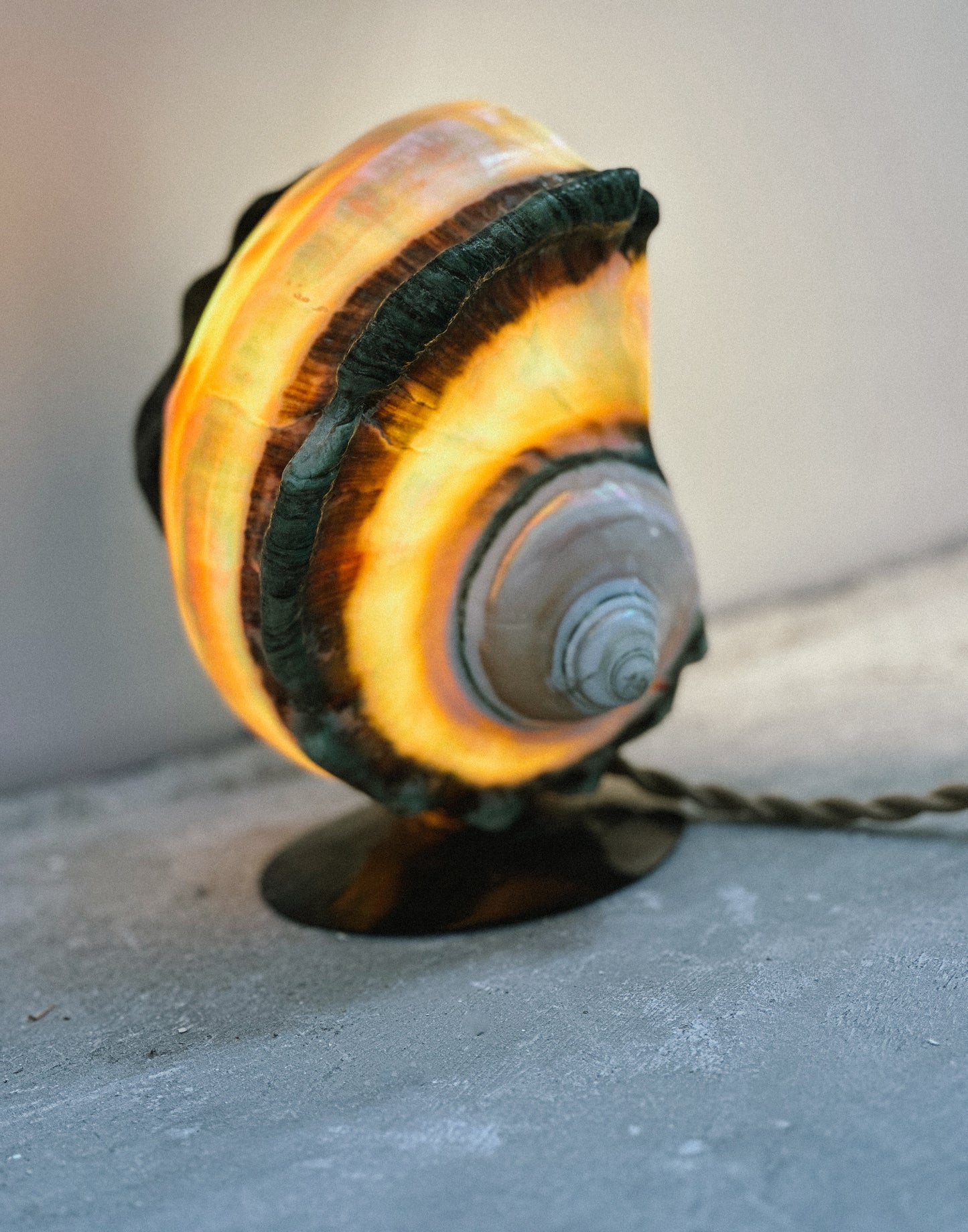 Nautilus Shell lamps