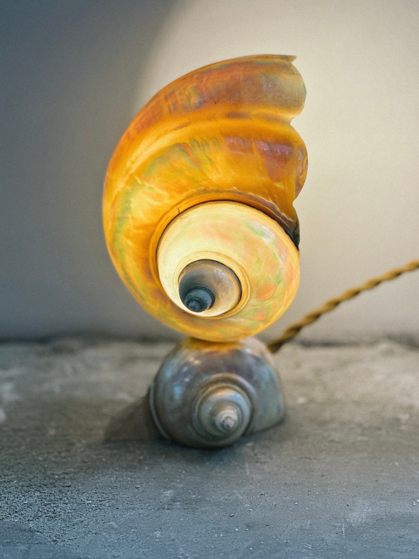 Nautilus Shell lamps