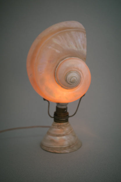 Artisan Nautilus Seashell Lamp