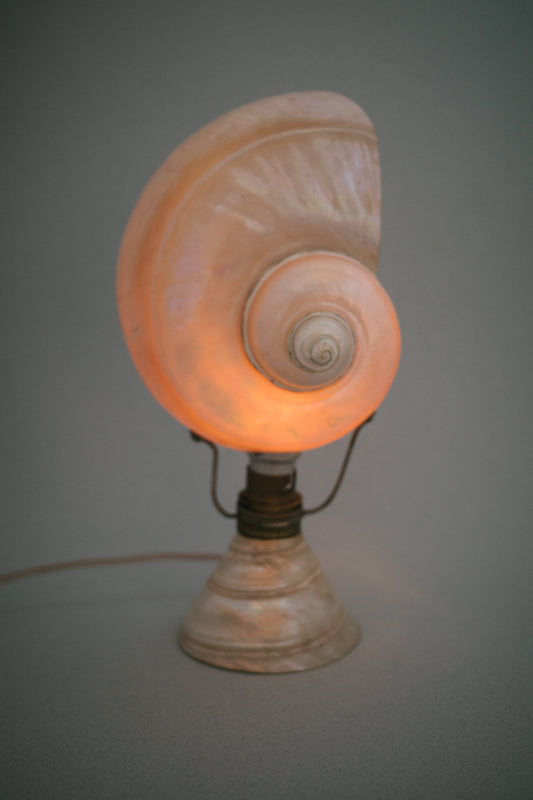 Artisan Nautilus Seashell Lamp