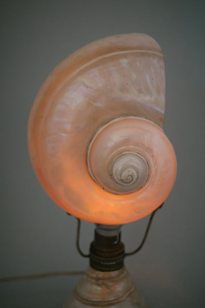 Artisan Nautilus Seashell Lamp