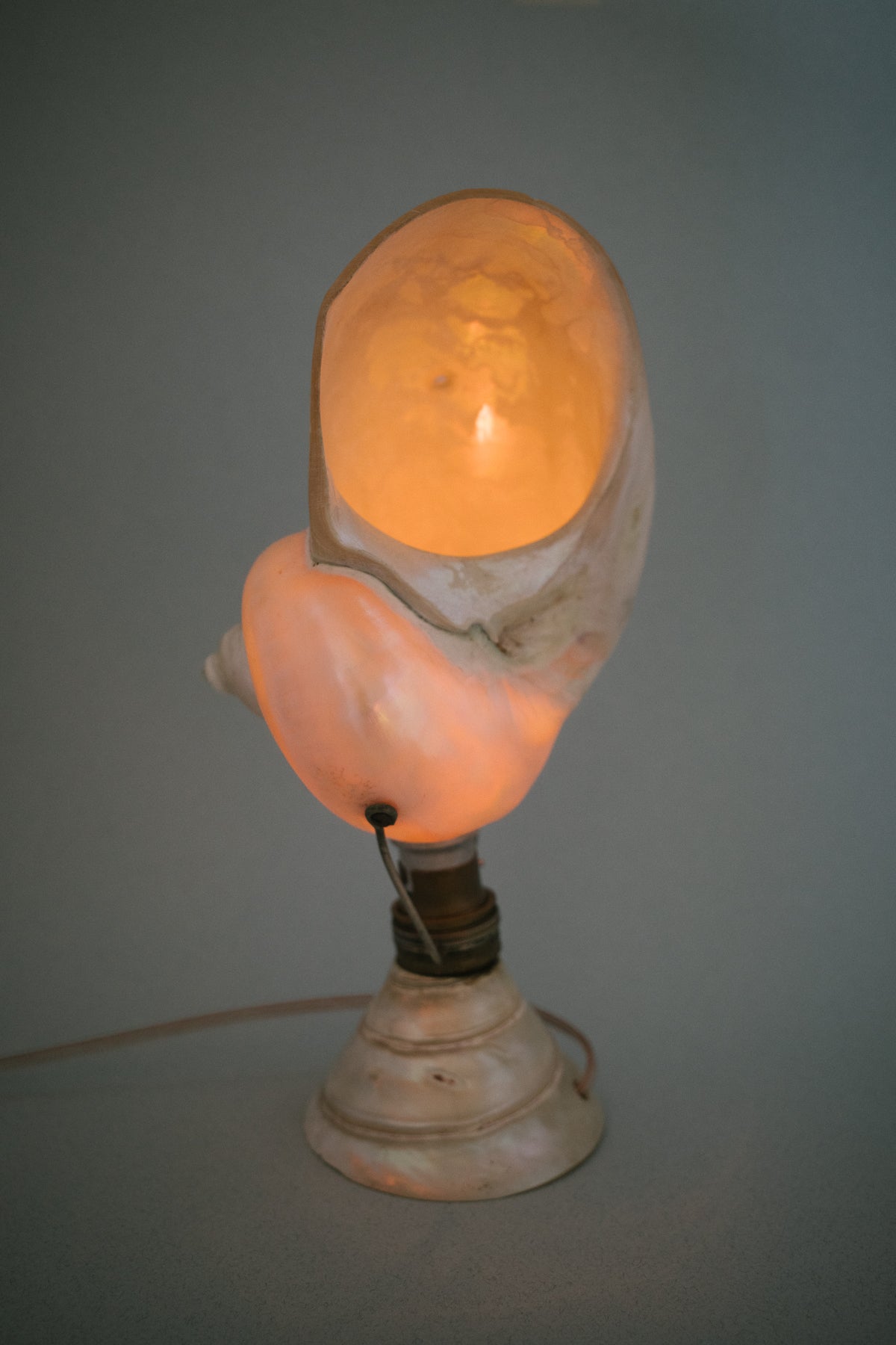 Artisan Nautilus Seashell Lamp