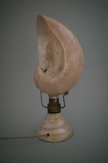 Artisan Nautilus Seashell Lamp