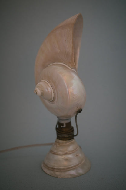 Artisan Nautilus Seashell Lamp