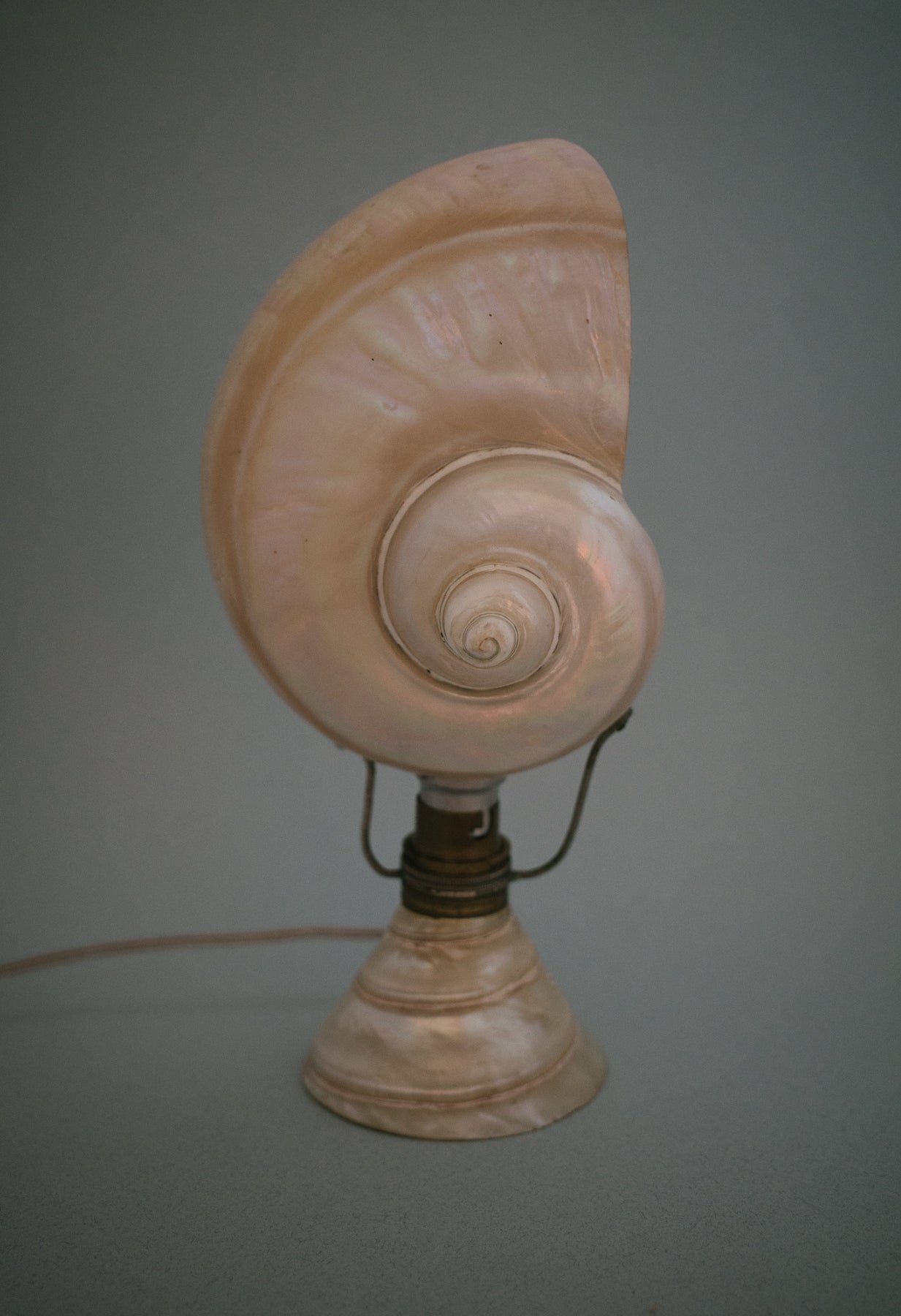 Artisan Nautilus Seashell Lamp